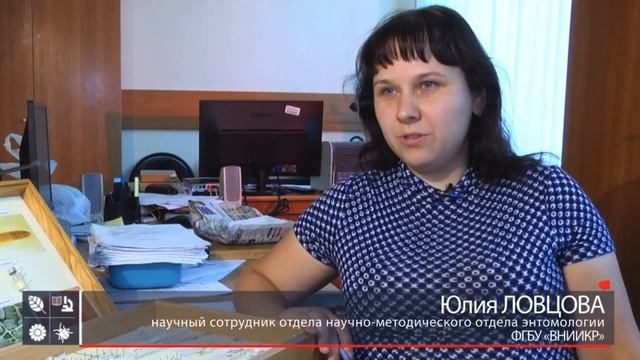 Южноамериканская томатная моль Tuta absoluta смотреть онлайн