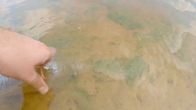 Как я набираю воду из озера для микроскопа смотреть онлайн