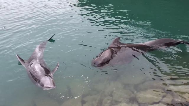 Тайцзи, Музей китов - Taiji Whale Museum - Шоу с дельфинами - 3 смотреть онлайн