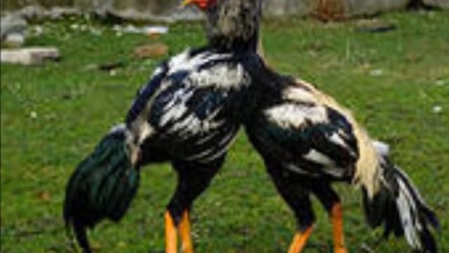 Музейный шоу