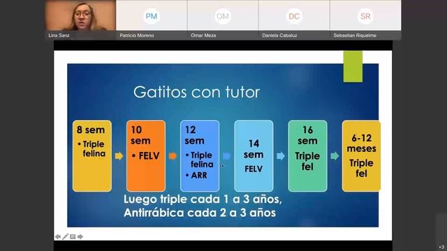 Webinar - Tips para cuidar a tu gato por la Dra Lina Sáenz смотреть онлайн