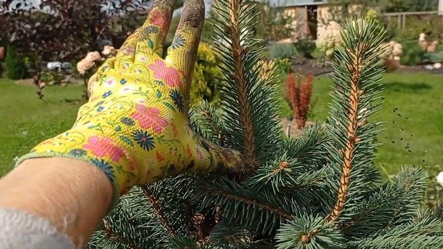 Пересадка взрослой гортензии/ приствольный круг у ели / сентябрь 2024