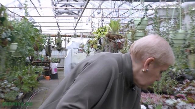 Новинки папоротников Тайланд. Часть -1(Davallia,Bolbitis,Microsorum)