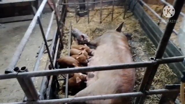 Опоросилась Белка. Вторая свиноматка оказалась не супоростной пришла в охоту спустя три месяца. смотреть онлайн