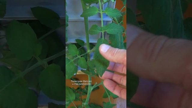 АВ124 томаты листья Тигретта Тигуэтта в биогумус вермикомпост #ткаченкочерви #тигретта ав124 смотреть онлайн