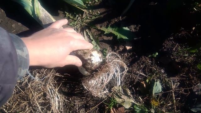 Лук порей выращивание в огороде.Обо всём понемногу смотреть онлайн