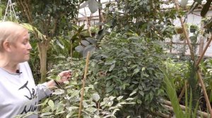 Фикусы-виды и уход.