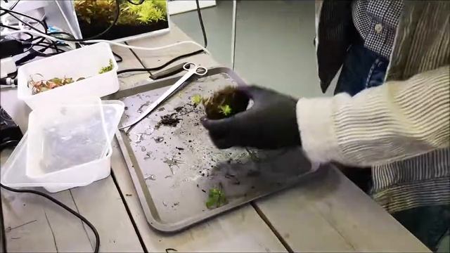 Wabi Kusa смотреть онлайн