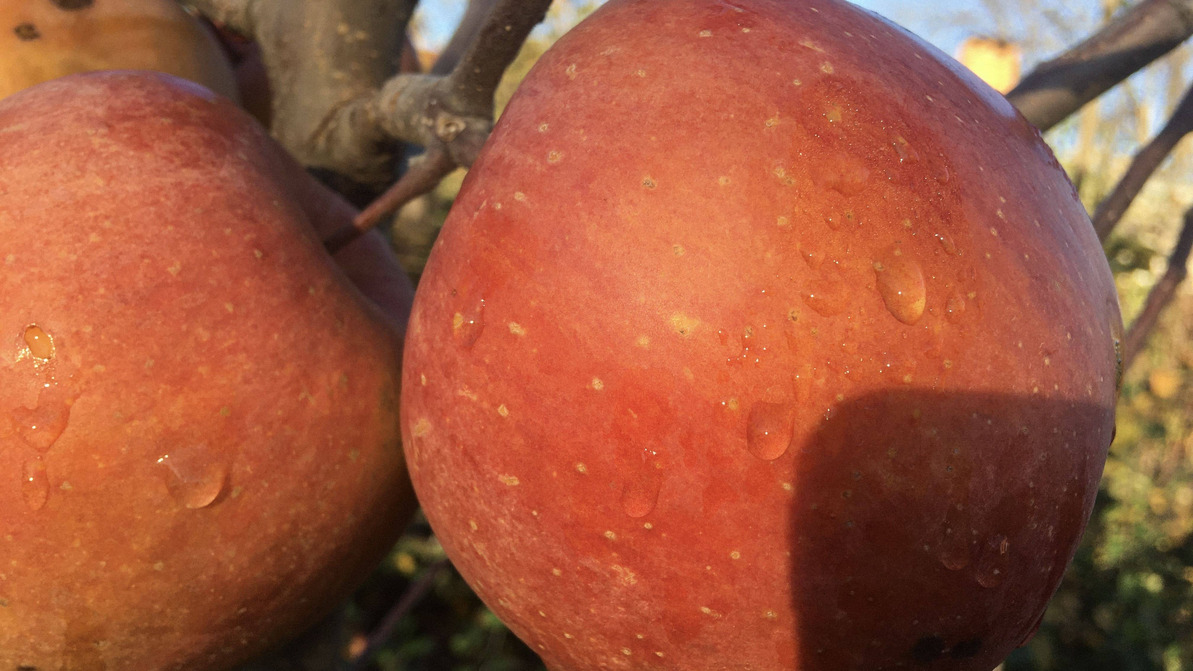 Яблоня Фуджи Бени Шогун