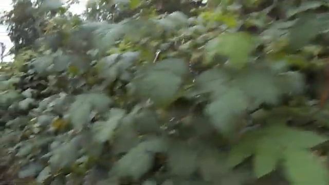 18 Обрезка обычной малины в августе смотреть онлайн