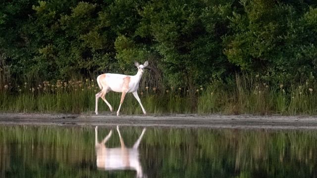 The Hunting Party (with SFX) смотреть онлайн