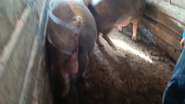 хряк пьетрен макстер работает)