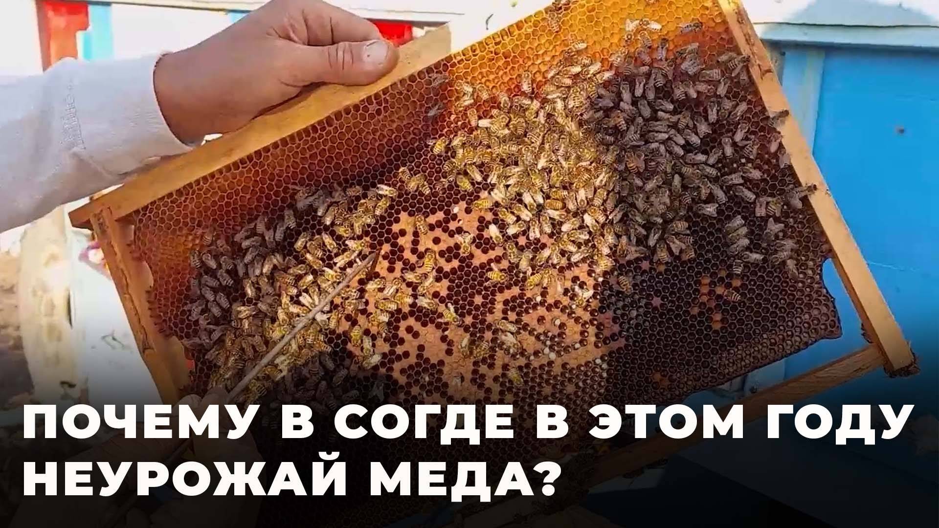 Пчеловоды Согда жалуются на плохой урожай: в чем причина? смотреть онлайн