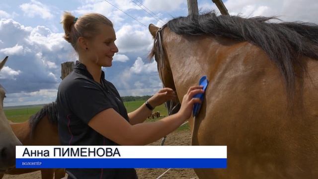 Как растят единственную белорусскую породу лошадей? Репортаж с конного завода. смотреть онлайн