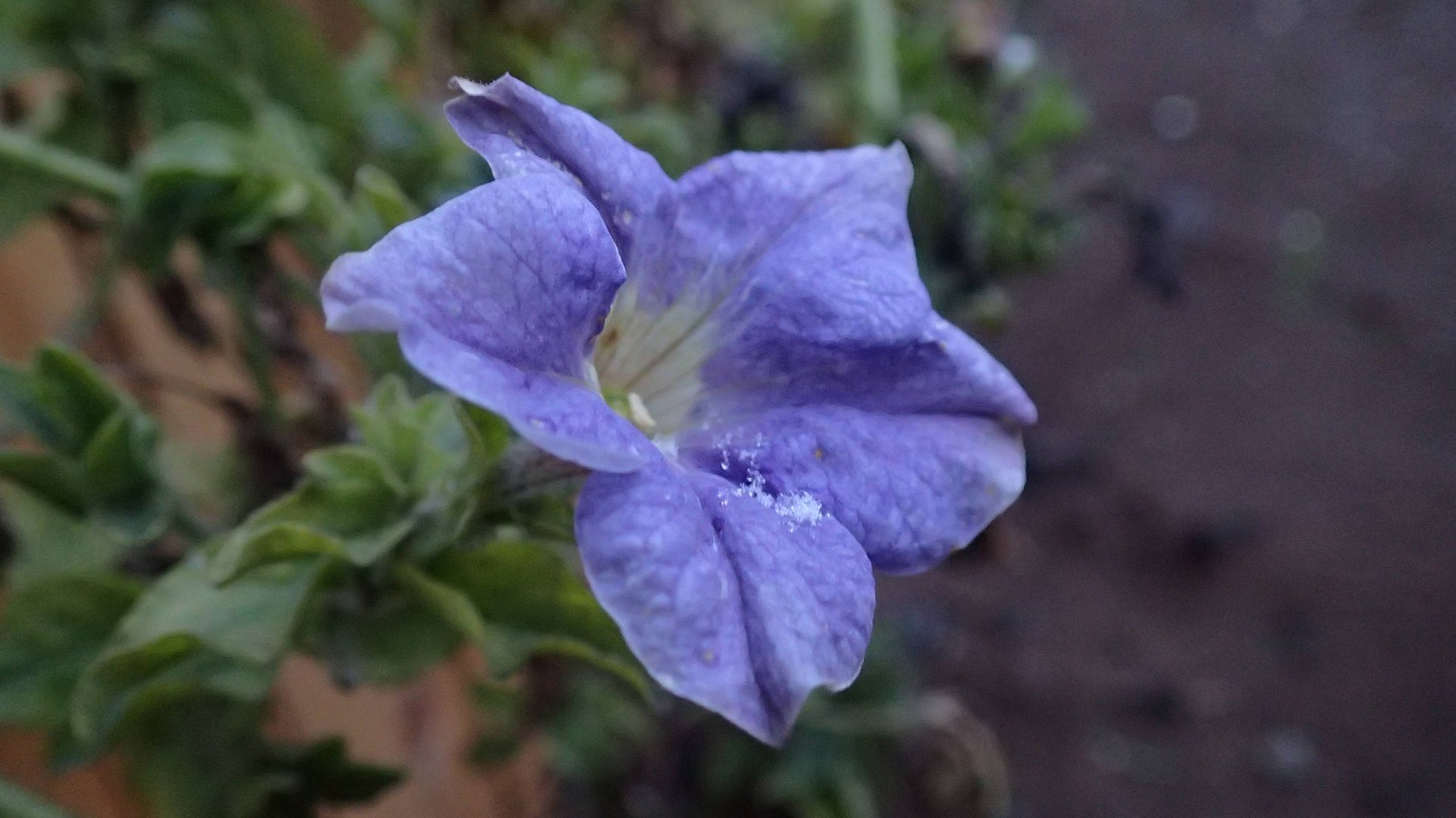 2024.10.04. Норильск. Снега нет, цветы растут, берёзы с листьями! Парк Долгое озеро. смотреть онлайн