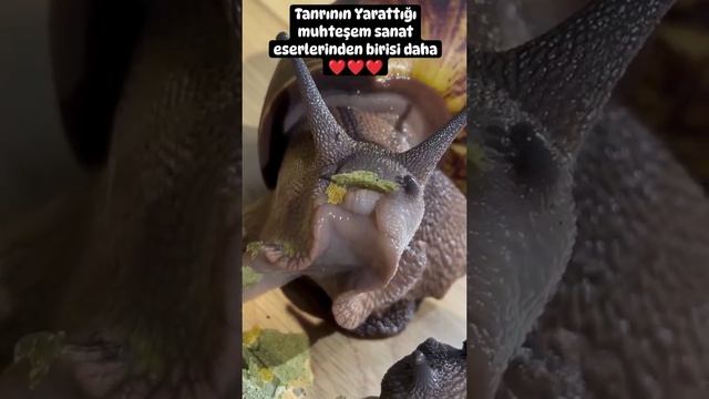 Сегодня мы узнали, что у улиток есть зубы. Спасибо за внимание. смотреть онлайн