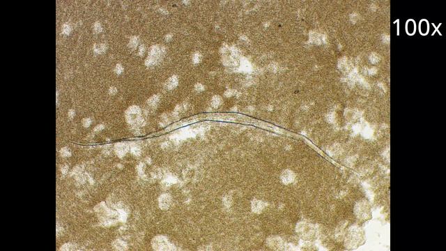 Йогурт под микроскопом - Живые бактерии в Actimel смотреть онлайн