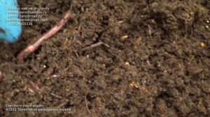 АТ398 черви Чёрный Принц ОБЗОР ИП Ткаченко Андрей Сергеевич