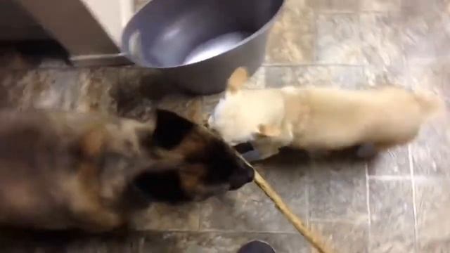 Piglet's Birthday Rawhide смотреть онлайн
