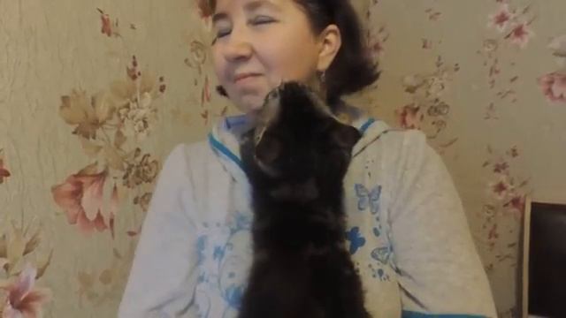 Мой ласковый мейн-кунчик. смотреть онлайн