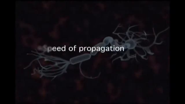Physiology Nerve fibers смотреть онлайн