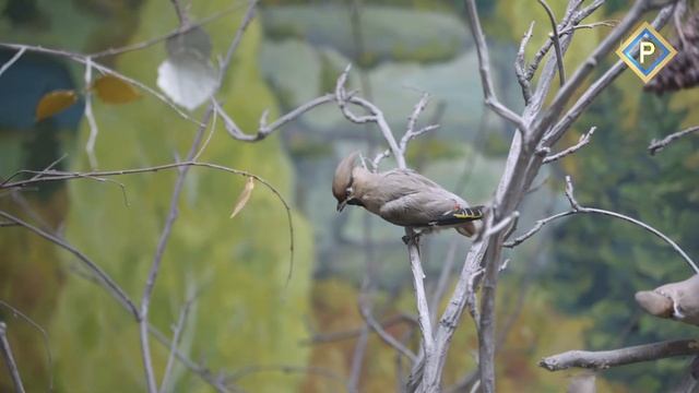 Проект Qazaq birds - с любовью к птицам! смотреть онлайн
