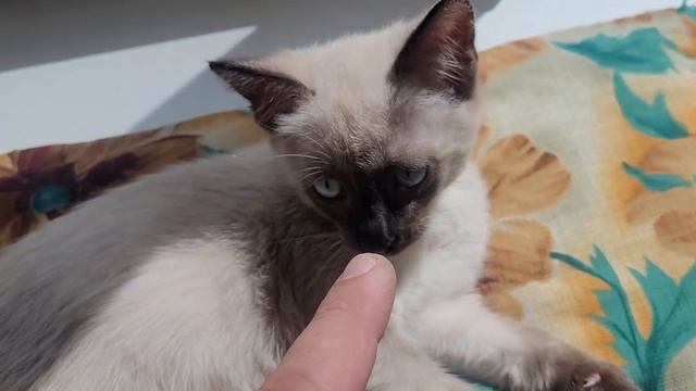 Мелкий кисун получает витамин D смотреть онлайн