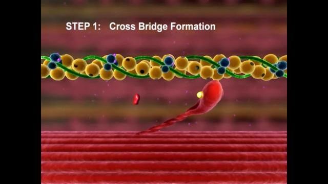 The Cross Bridge Cycle