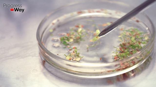 Щепотку в стаканчик с рассадой и она будет крепкая и толстенькая смотреть онлайн