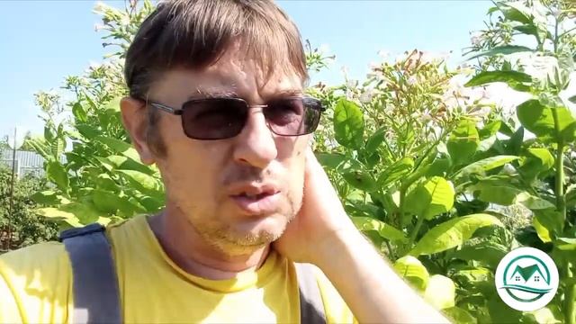 Выпуск #15 Залом среднего листа. #табак смотреть онлайн