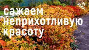Осенняя посадка СПИРЕИ! Сорт ГОЛДФЛЕЙМ!