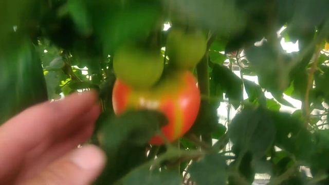 Помидор сорт Евпатор в открытом и закрытом грунте.Томат,который привлек к себе внимание. смотреть онлайн