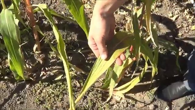 АТ278 Что делать с БОТВОЙ КАРТОФЕЛЯ и ПОМИДОРОВ осенью? смотреть онлайн