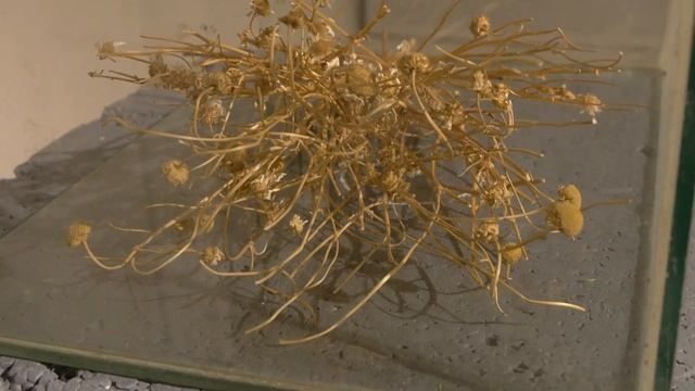 ОСТАНЕЦ : выставка Андрея Кузьмина в Navicula Artis #АРТЛИКБЕЗ № 474 смотреть онлайн