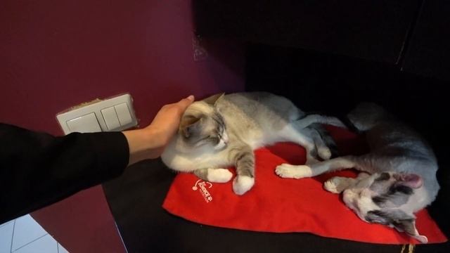 Кошачья общага//Впервые в котокафе смотреть онлайн