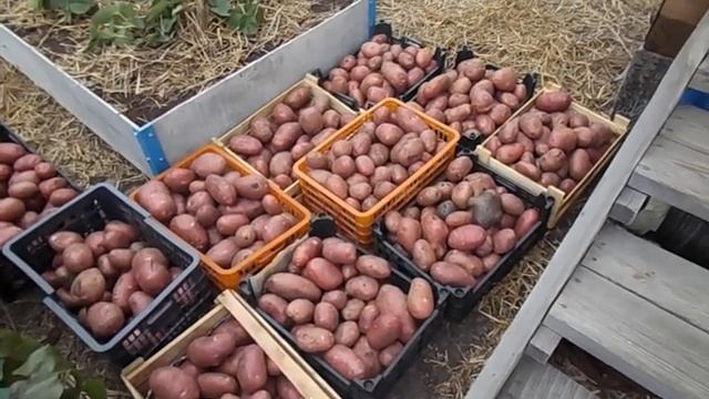 12 Картофель под соломой (урожай 2021 года г. Тюмень) смотреть онлайн