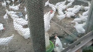 Куры молодки Хайсекс Уайт