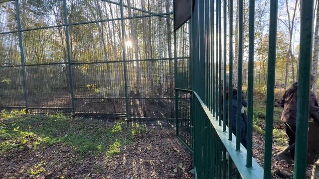 Рысь Лада наконец-то переехала в большой вольер)