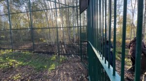 Рысь Лада наконец-то переехала в большой вольер)