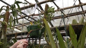 Цветение орхидей. Просто посмотрите на красоту.