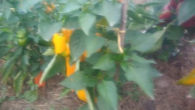 Обзор сортов сладкого перца для открытого грунта и проблема с которой столкнулись с этом году смотреть онлайн
