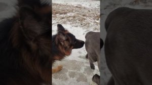 Как отучить кобеля бегать за течными дамами...