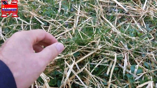 Жизнь в США. Травлю одуванчики. Советы дачникам. смотреть онлайн