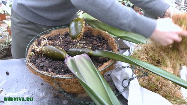 Бульбофиллум фаленопсис (Bulbophyllum Phalaenopsis) - Посадка делёнки.