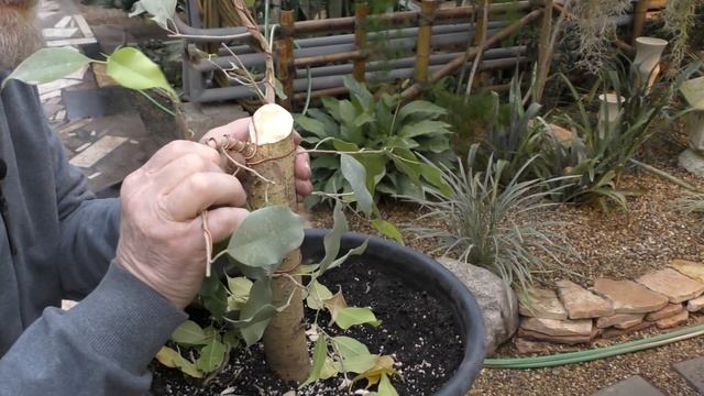 Бонсай из фикуса начальный этап.