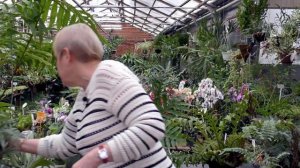 Папоротники эпифиты.