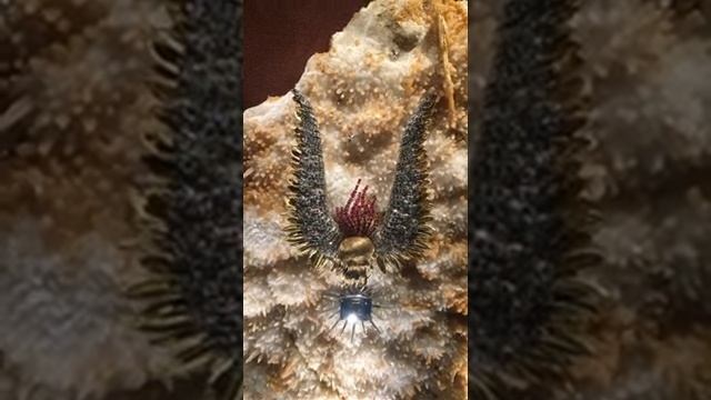 Музей ювелирных изделий Сальвадора Дали смотреть онлайн