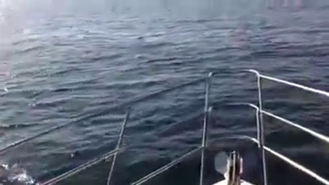 Capitain Askia Maiga in deep Sea of alboran spain with somes dauphins смотреть онлайн
