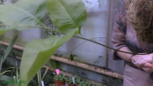 Папоротники из Малайзии и Индонезии.