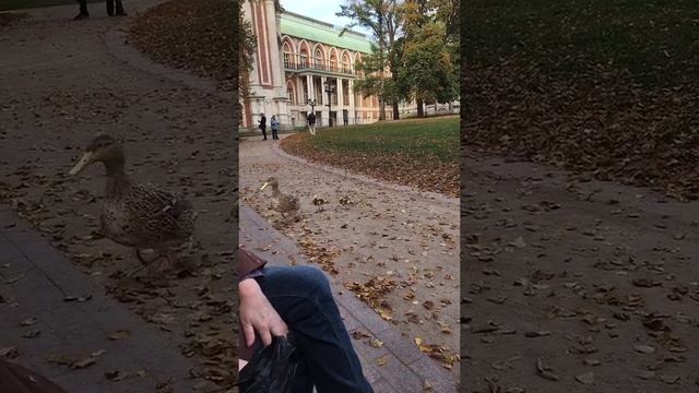 Осень в Царицыно, Москва 2023 🦆🦆🦆 #funnyvideo #москва #мск #царицыно #дворец #уточки #ducks смотреть онлайн